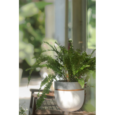 Jardinières en pot