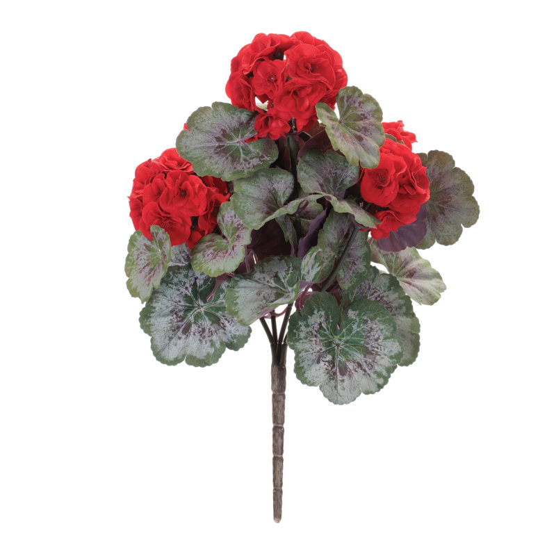 Géranium buisson floral, Rouge