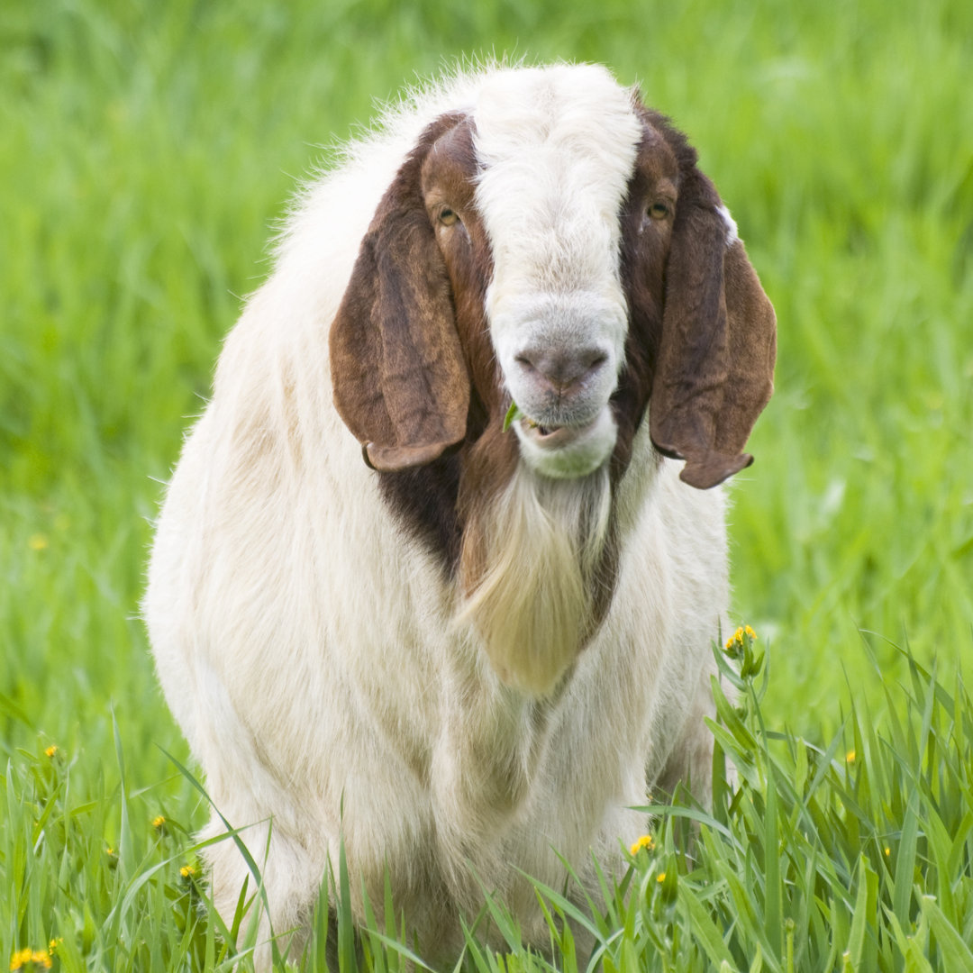 Boer Goat von NNehring - Kunstdrucke auf Leinwand ohne Rahmen