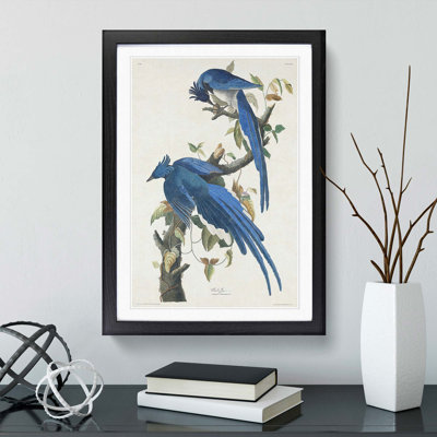 Columbia Jay by John Audubon - Picture Frame Painting