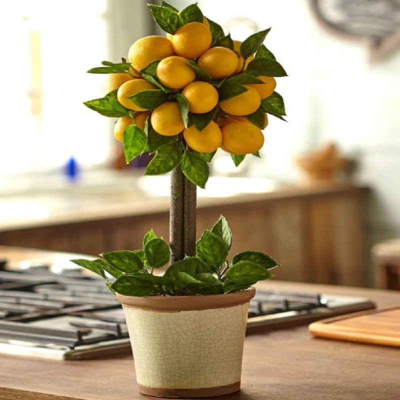 Arrangement topiaire en boule de citron naturel, 18 x 9 x 9, jaune