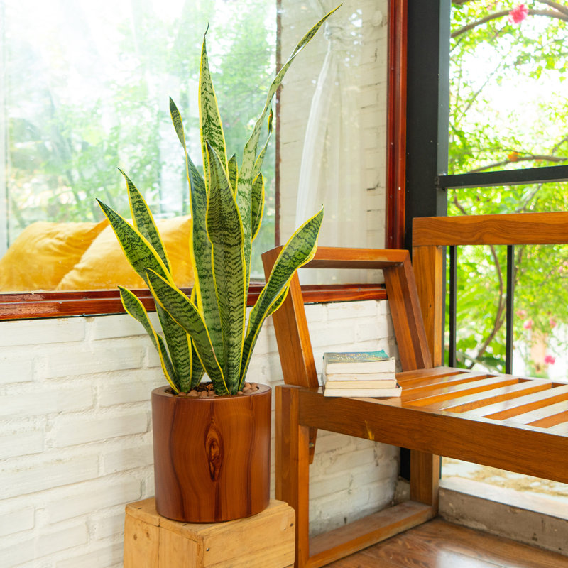 7.8 In. Dark Wood Plastic Self-Watering Planter Pot