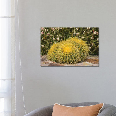 USA, Arizona, Golden Barrel Cactus by Jamie & Judy Wild - Wrapped Canvas Print