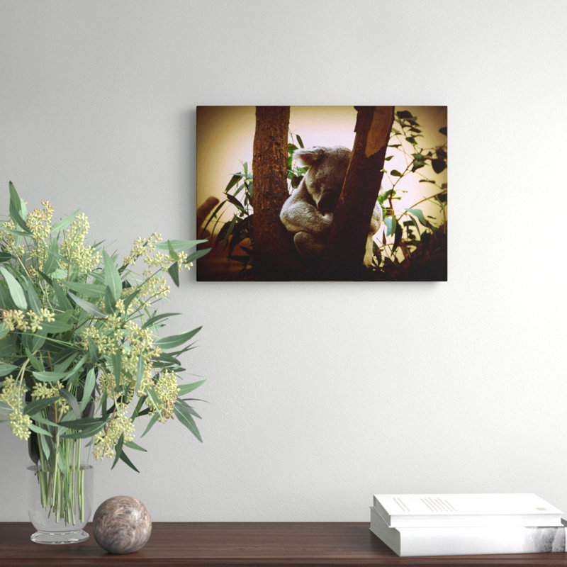 Koala Bear Photographic - Wrapped Canvas, 35cm H x 50cm W