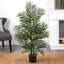 Areca Palm Tree in Pot-521603897