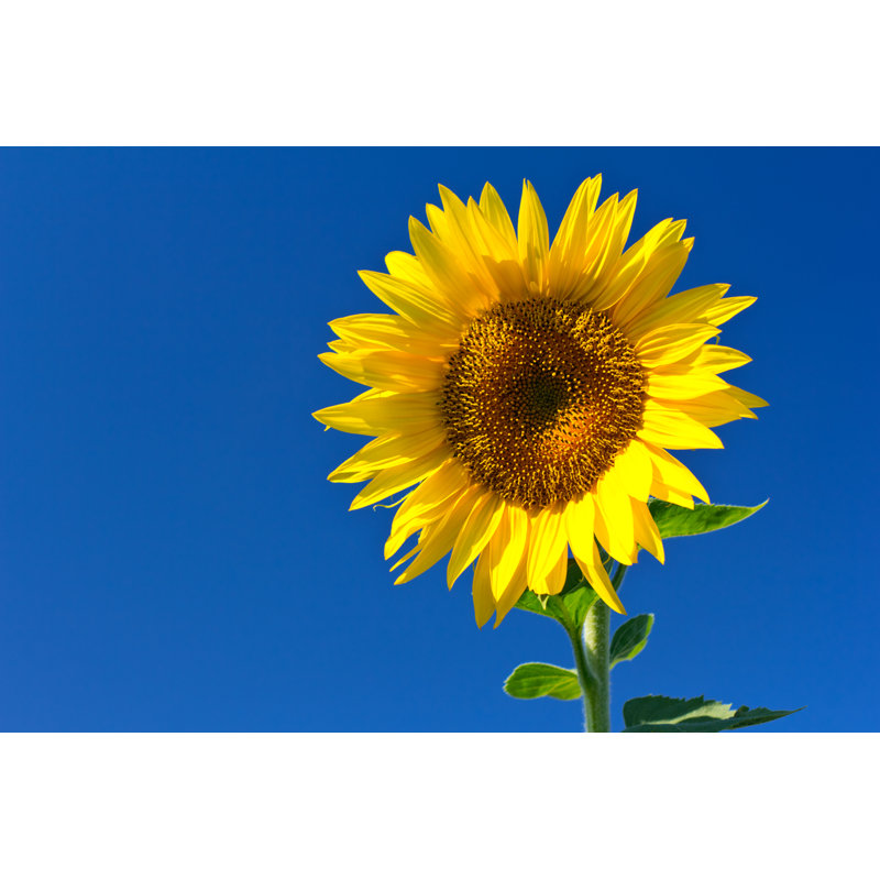 Sunflower by Peresmeh - No Frame Art Prints on Canvas, 81cm H x 122cm W