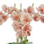Orchids Arranged in Fiberstone Planter-272626195