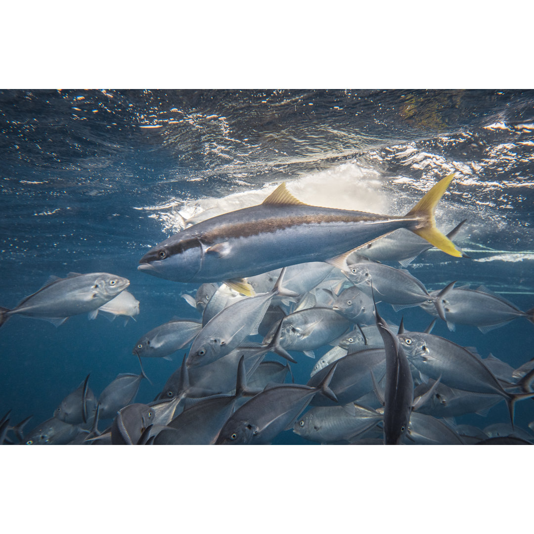 Kingfish Among Trevally von Philip Thurston - Kunstdrucke auf Leinwand ohne Rahmen