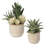 12'' Faux Succulent in Ceramic Pot