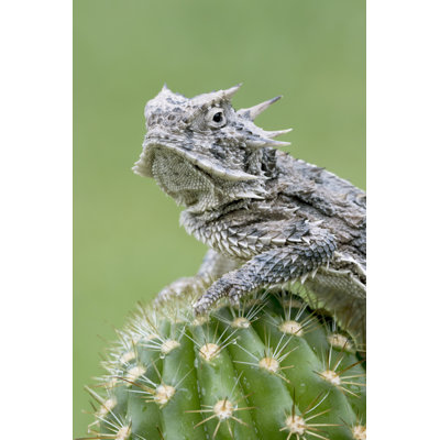 Horned Lizard by Mark Kostich