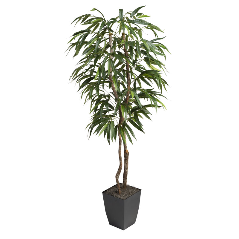 Ficus Weeping en pot de fleurs carré en métal