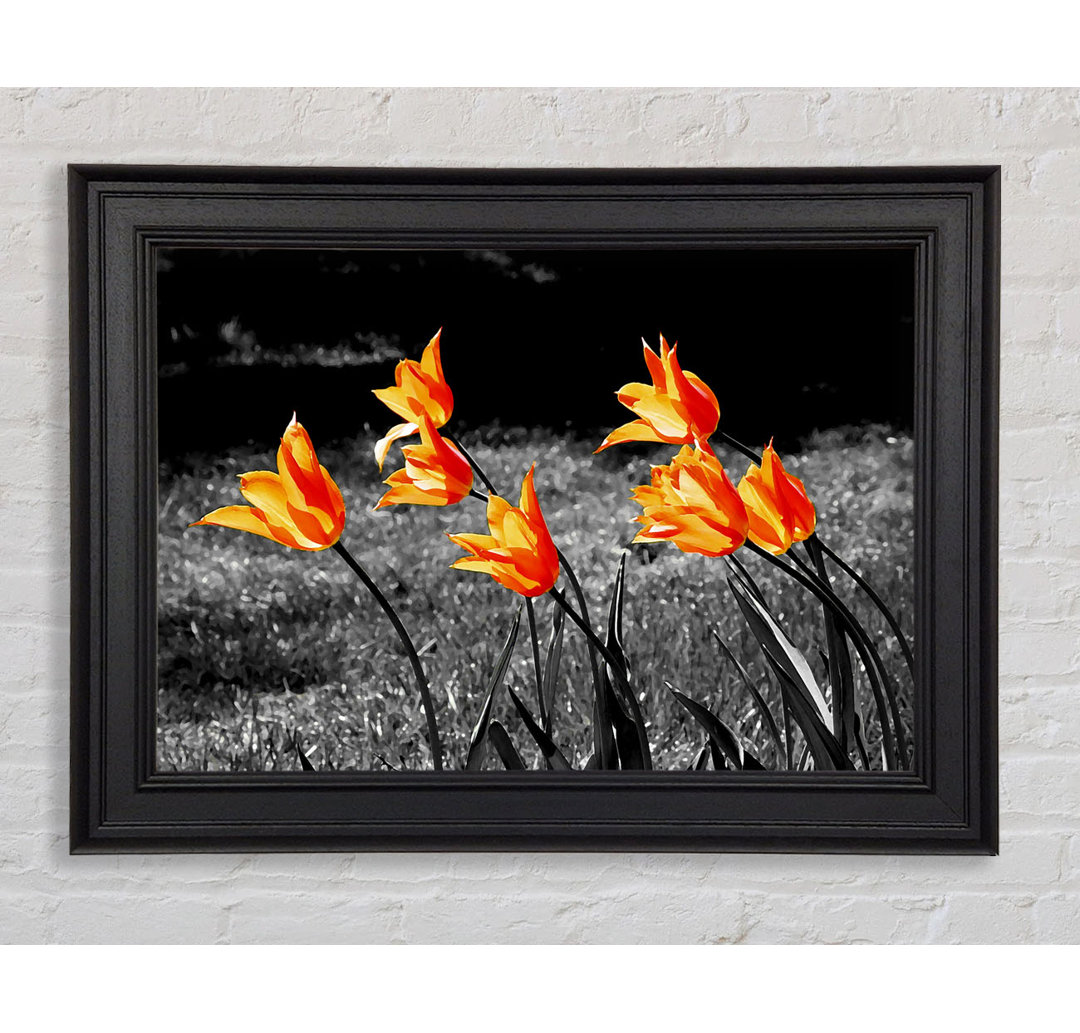 Orangefarbene Tulpen auf B N W - Druck