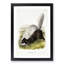 Texan Skunk by J.W. Audubon - Framed Print-55729601-55729604
