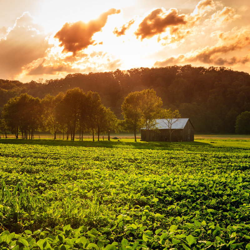 Rural Scene by Alexeys - Wrapped Canvas Print, 30cm H x 30cm W x 3.8cm D