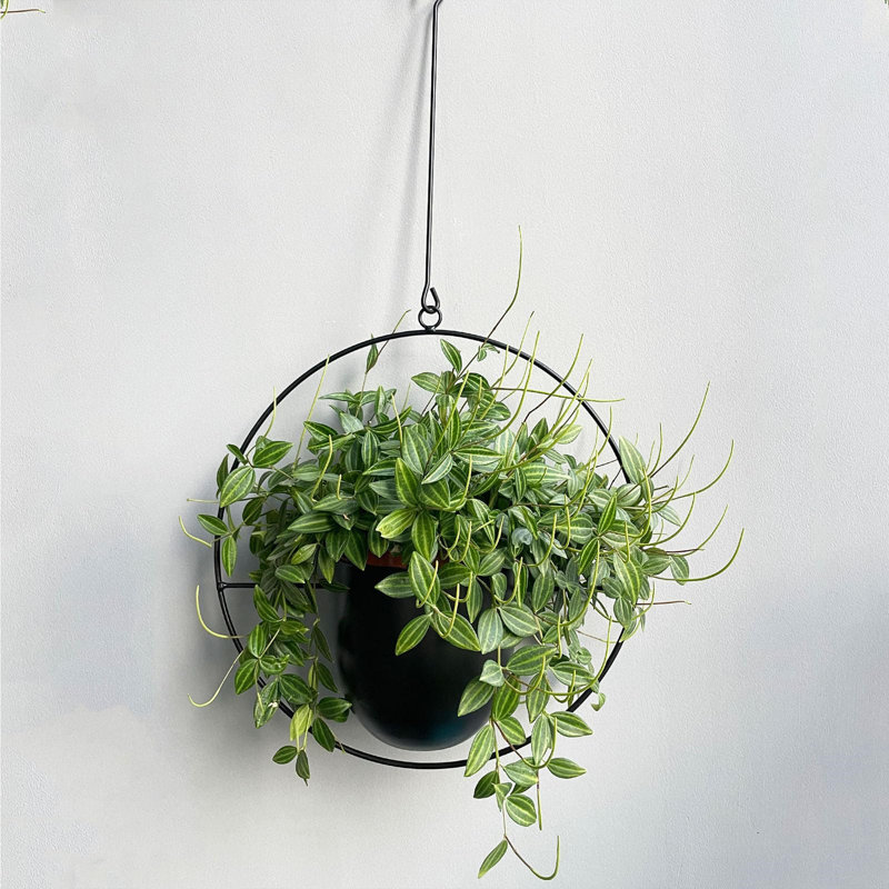 Metal Wall Planter