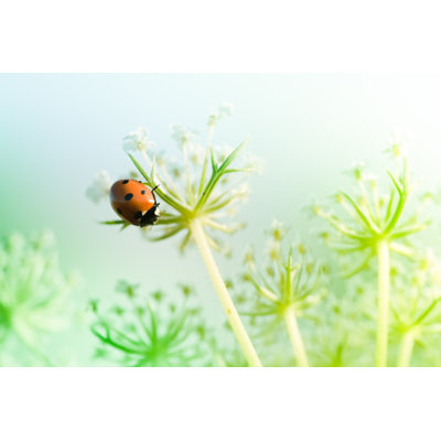Ladybug On Wildflower by Pawel Gaul - No Frame Art Prints on Canvas