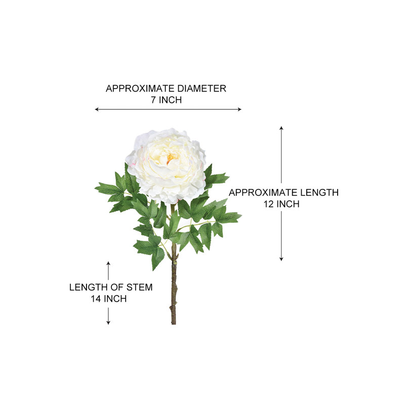 Tige de pivoine Primrue, paquet de 12, Blanc