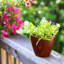Paquet de 2 pots à fleurs auto-arrosants en bois foncé 10 po-1655691750