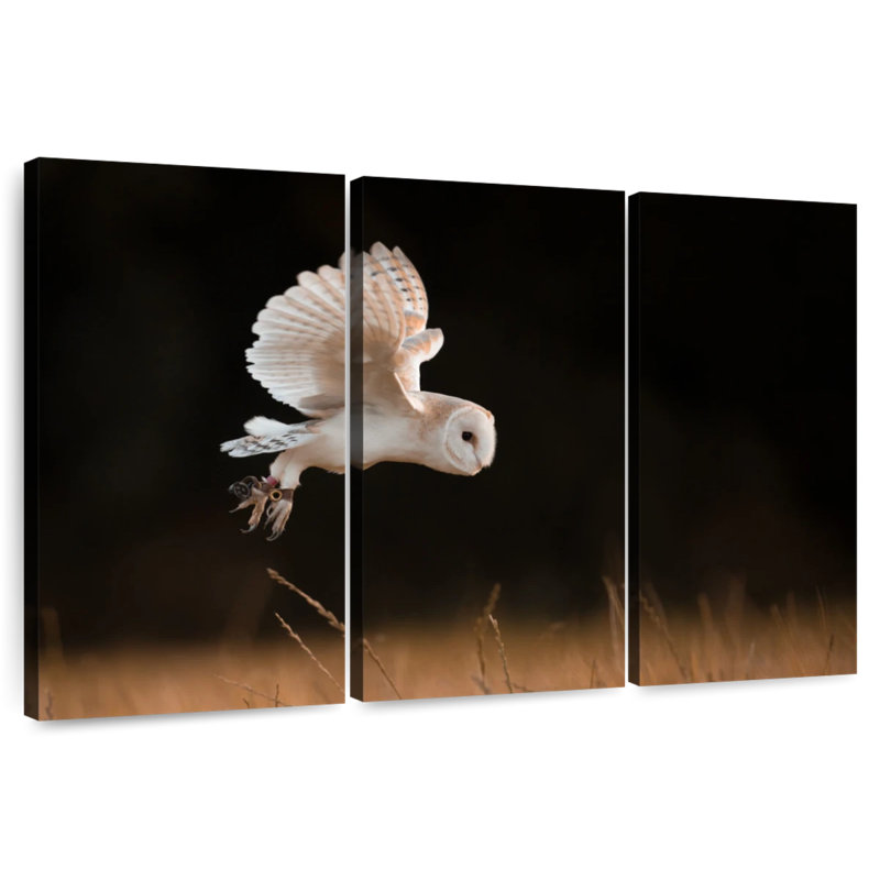 Brampt Barn Owl Beauty, 32" H x 50" W