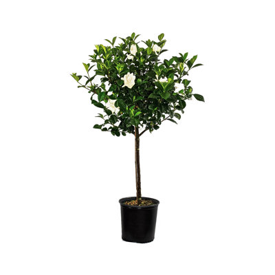 United Nursery Live Flowering Plant in Nursery Pot