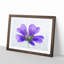 Purple Geranium Flower - Picture Frame Painting Print-56841978-56841973