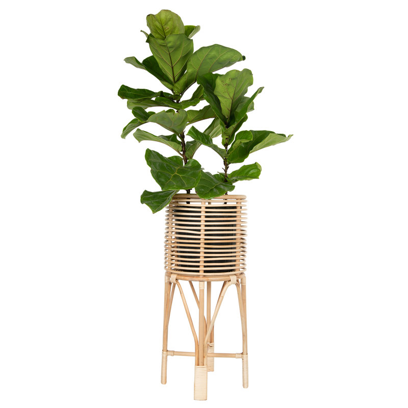Andres Plant Stand, 28" H x 12" L x 12" D