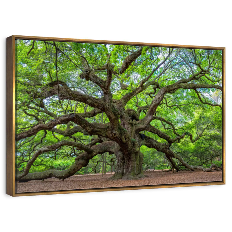 Vieux chêne, Cadre flottant doré, 37 po x 25 po