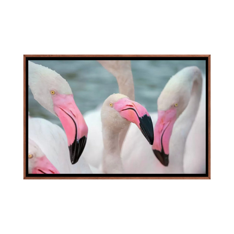 « Flamingos IV » par Ben Heine-reproduction de photo, H 18 po x l 26 po x P 1,5 po, Toile avec cadre en bois brun classique