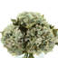 Hortensias en vase-1961224519