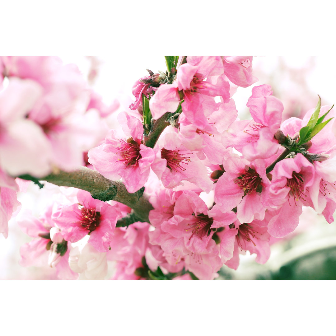 Brownsburg Peach Blossoms - Wrapped Canvas Photograph