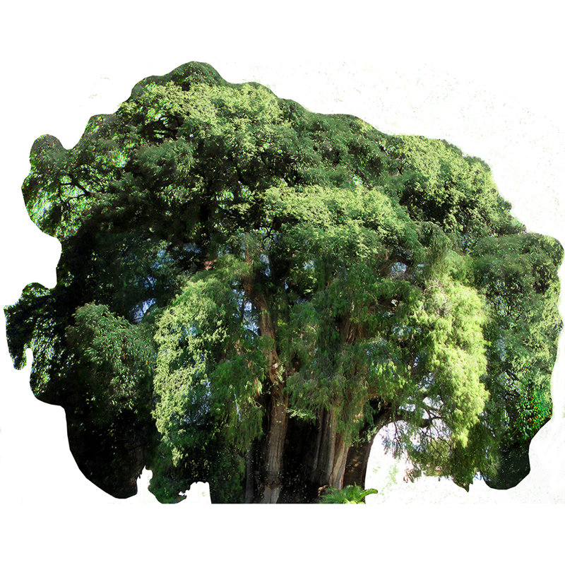 Arbol Del Tule