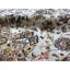 Sona One-of-a-Kind 5'2" X 8'9" Area Rug