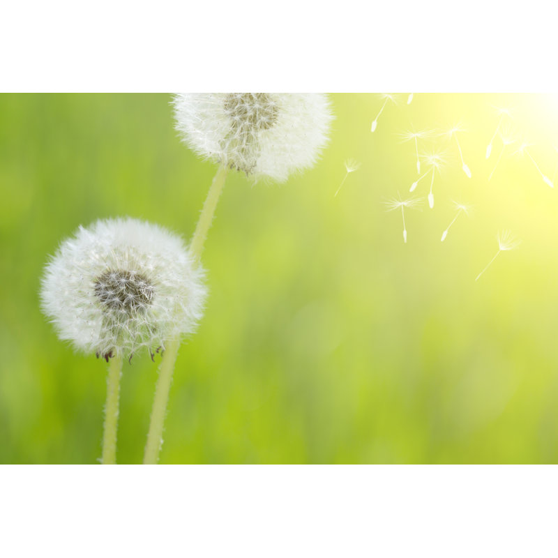 Dandelion by TonyYao - Wrapped Canvas Print, 30cm H x 46cm W