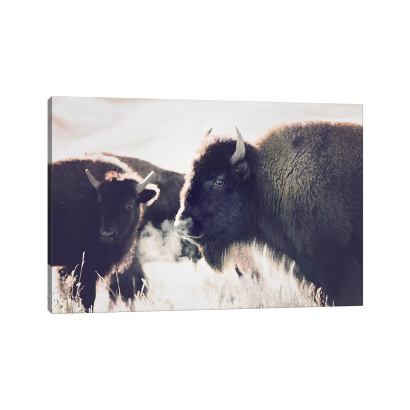 Buffalo by Sisi & Seb - Wrapped Canvas Print, 66.04 cm H x 45.72 cm W x 3.175 cm D