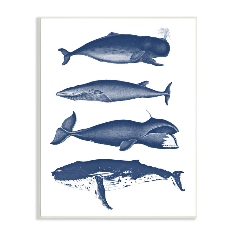 " Various Whales Types Sea Life Detailed Illustrations " by Lettered And Lined, 15" H x 10" W x 0.5"D