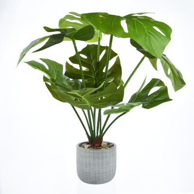 50cm Foliage Plant in Porcelain Pot