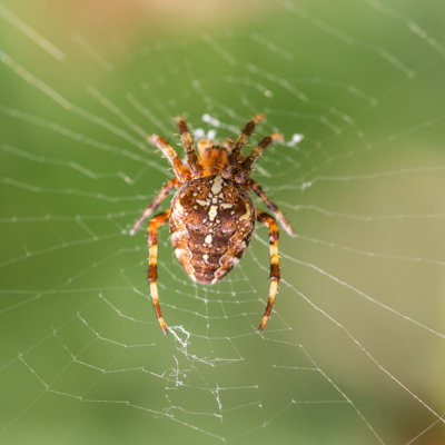 " Spider " by Bigemrg