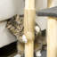 48cm H Cat Tree