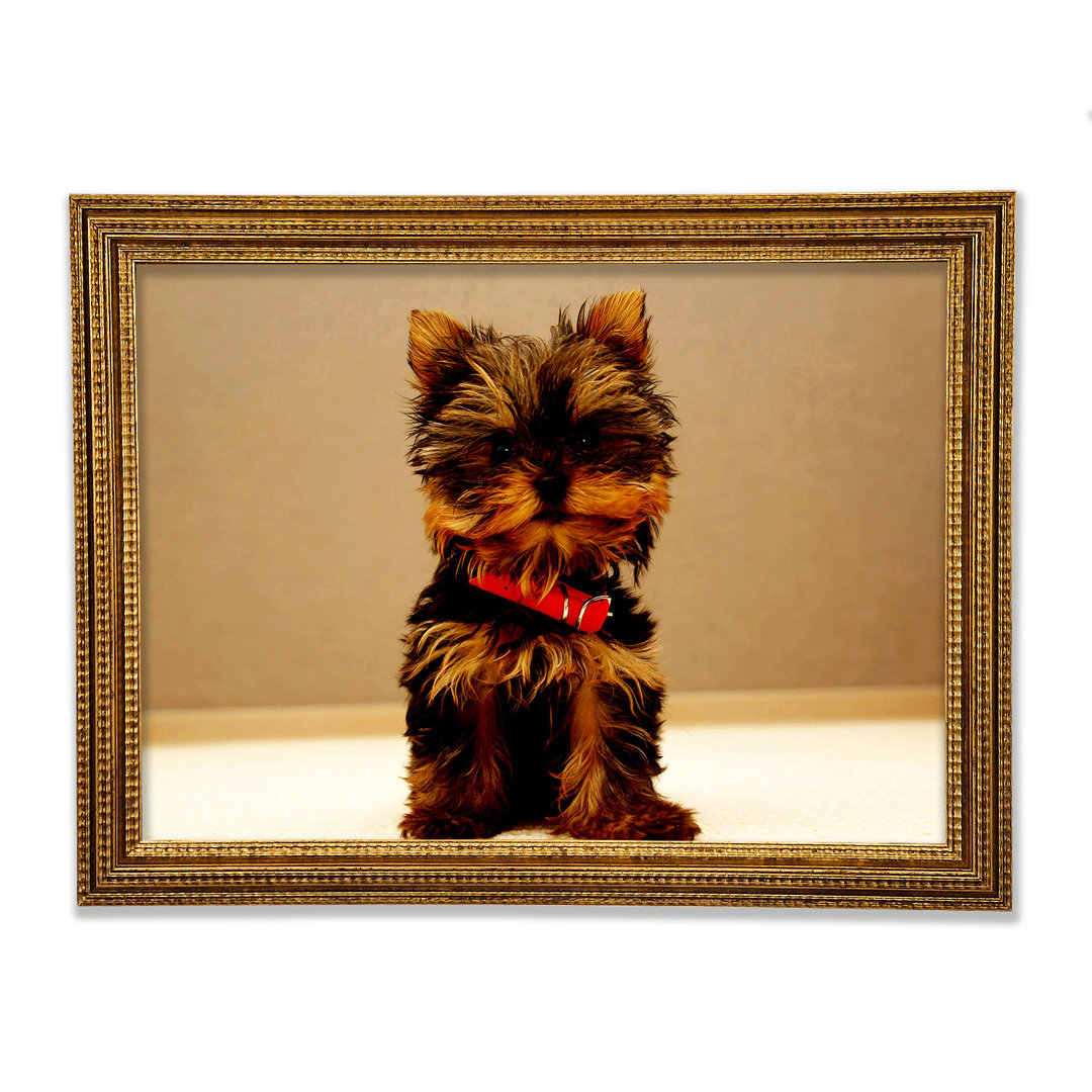 Yorkshire Terrier Welpe - Drucken