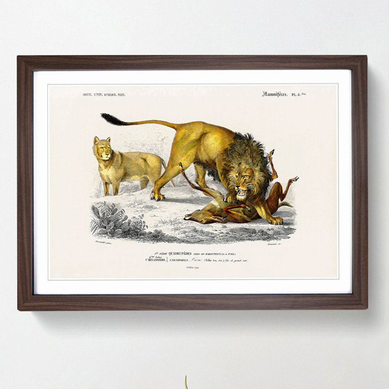 Lion Illustration by Charles d' Orbigny - Picture Frame Painting Print, Walnut Framed, 48cm H x 65cm W x 2cm D