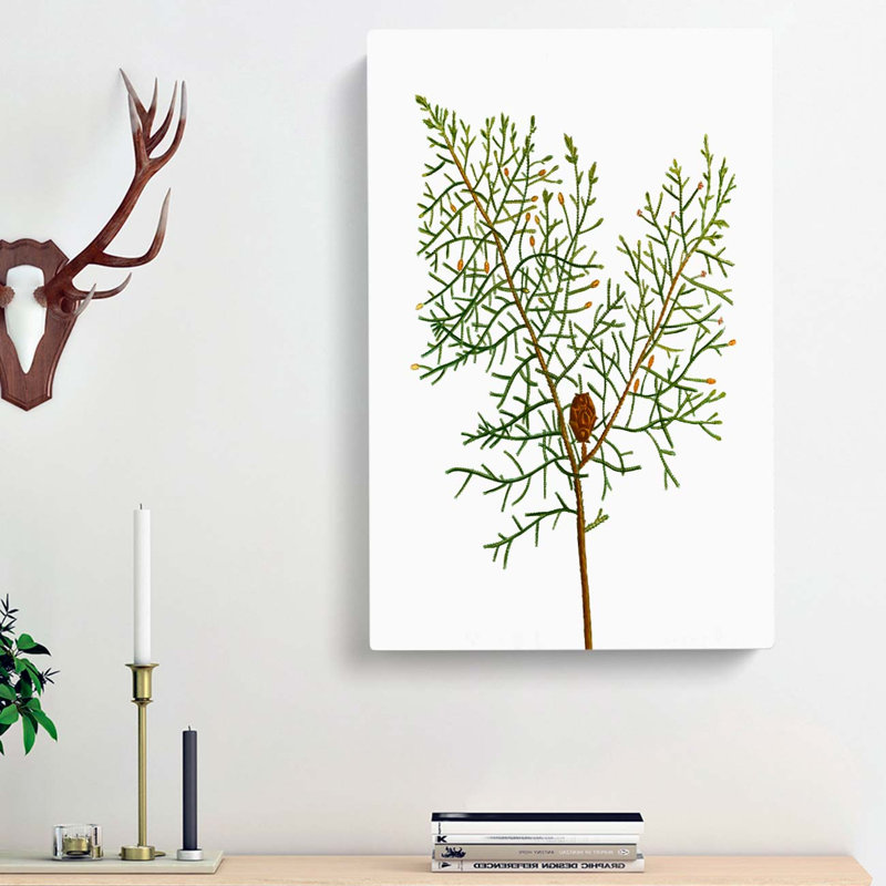 Chinese Weeping Cypress by Pierre-Joseph Redoute - Wrapped Canvas, 76cm H x 50cm W x 3cm D