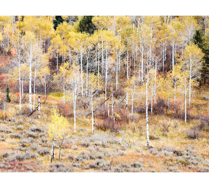 Swan Valley Autumn Portrait #5 Print by Bruce Heinemann, Wrapped Canvas, No Mat, 24" H x 32" W