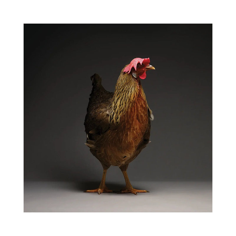 Leghorn - Wrapped Canvas Print, 30.48 cm H x 30.48 cm W
