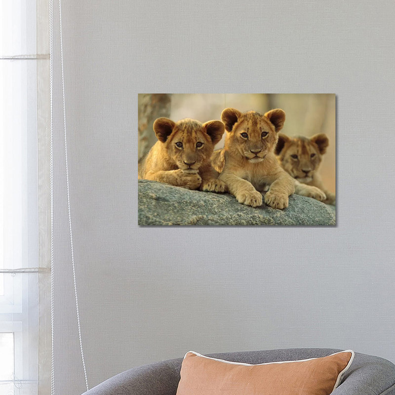 African Lion Three Cubs Resting On A Rock, Hwange National Park, Zimbabwe by Tim Fitzharris - Wrapped Canvas Print