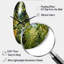 Pomianowska Ferns Fern Forest II - Ferns-895714805