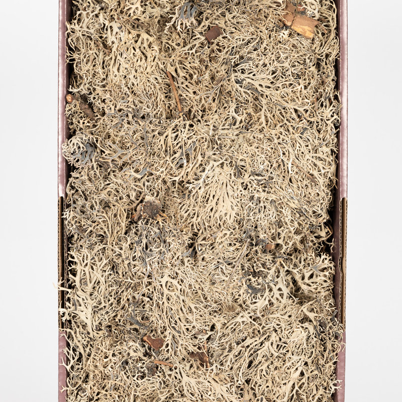 Natural Grey Moss In Bulk