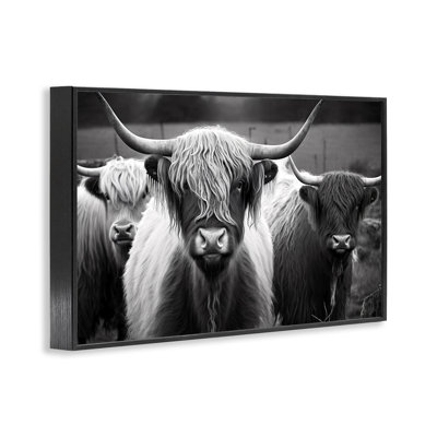 «Stupell Industries Black Highland Cows», estampe numérique par Franklyn Gregory