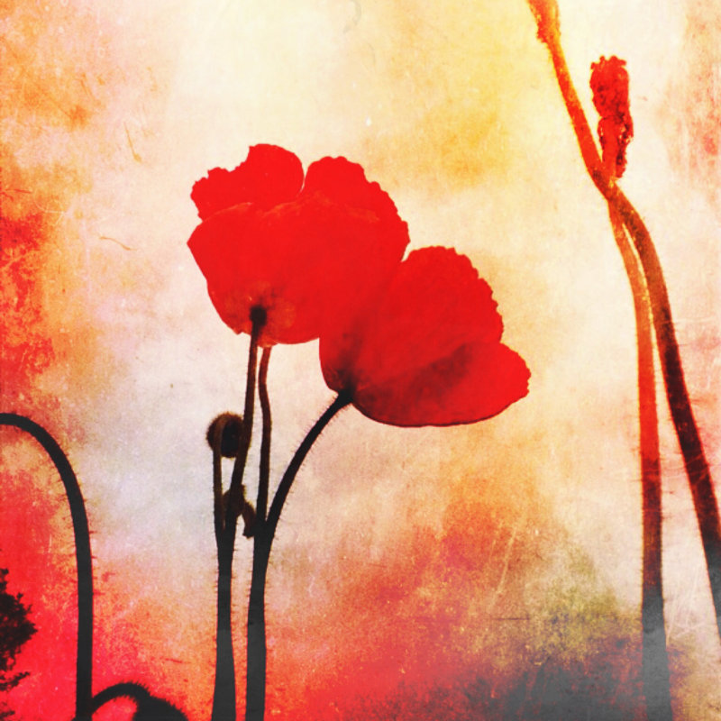 Turon Two Red Poppies by Lynnebeclu - Wrapped Canvas Print, 30cm H x 30cm W x 3.8cm D