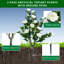 90cm Plant