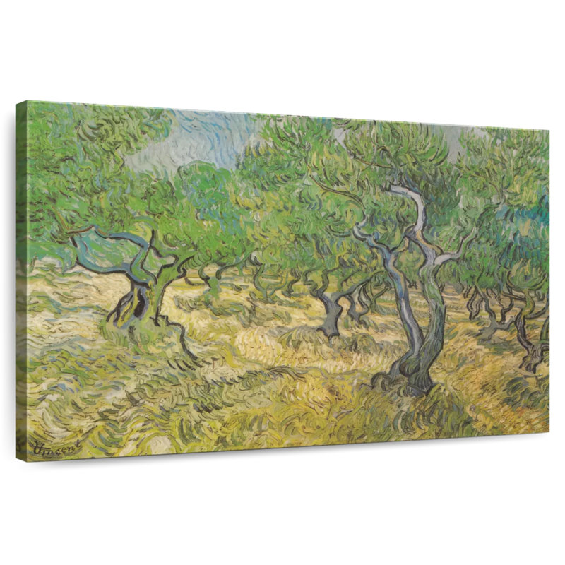Harnek Olive Grove, H 24 po x l 36 po